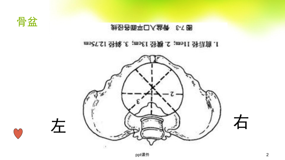 分娩机转课件.ppt_第2页