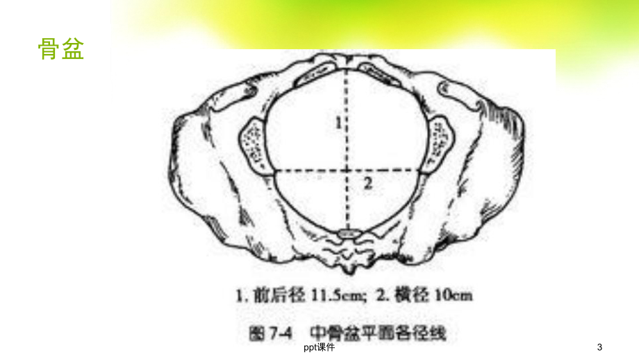 分娩机转课件.ppt_第3页