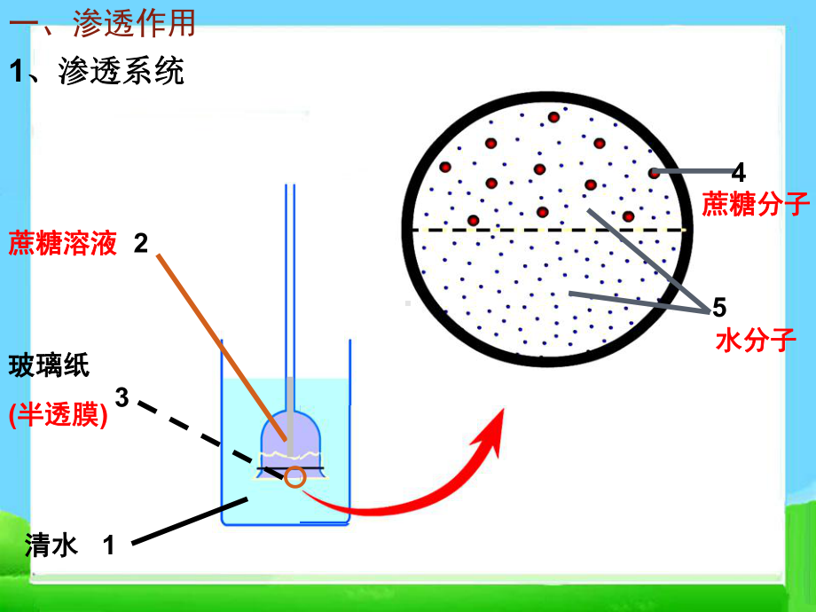 高三生物复习课件-第4章-细胞的物质输入和输出(新人教版必修1).ppt_第3页