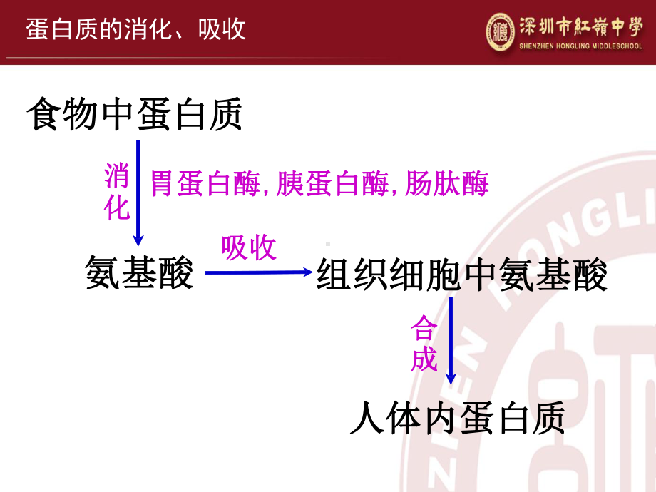 公开课-生命活动的主要承担者-蛋白质课件.ppt_第3页