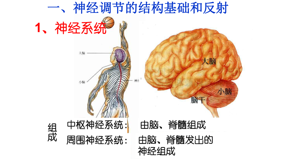 高中生物人教版必修三第二章第一节-神经调节-第一课课件.pptx_第2页