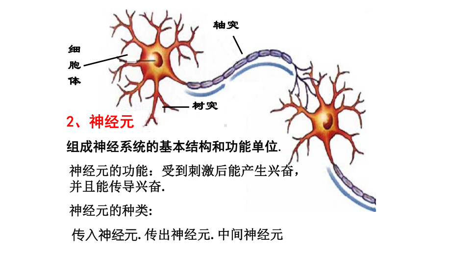 高中生物人教版必修三第二章第一节-神经调节-第一课课件.pptx_第3页