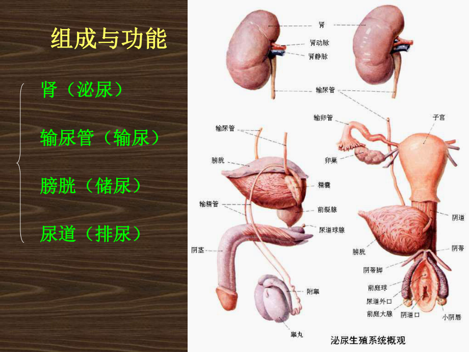 运动解剖学泌尿系统课件.pptx_第1页