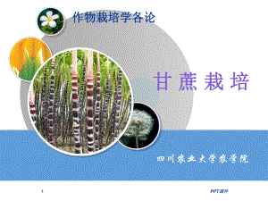 甘蔗种植技术课件.ppt