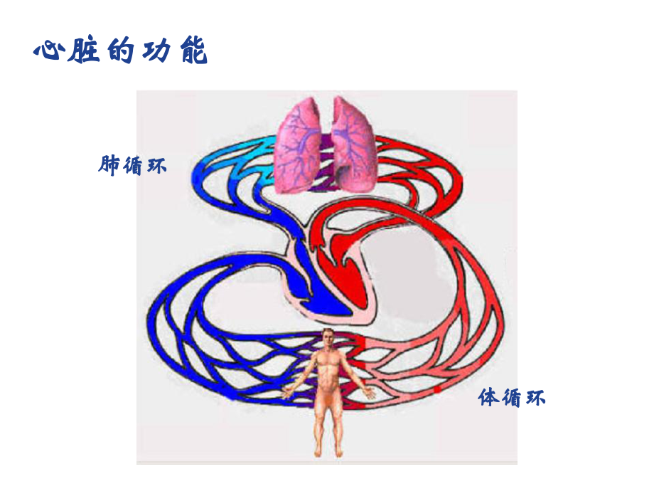 心脏解剖和生理课件.ppt_第2页