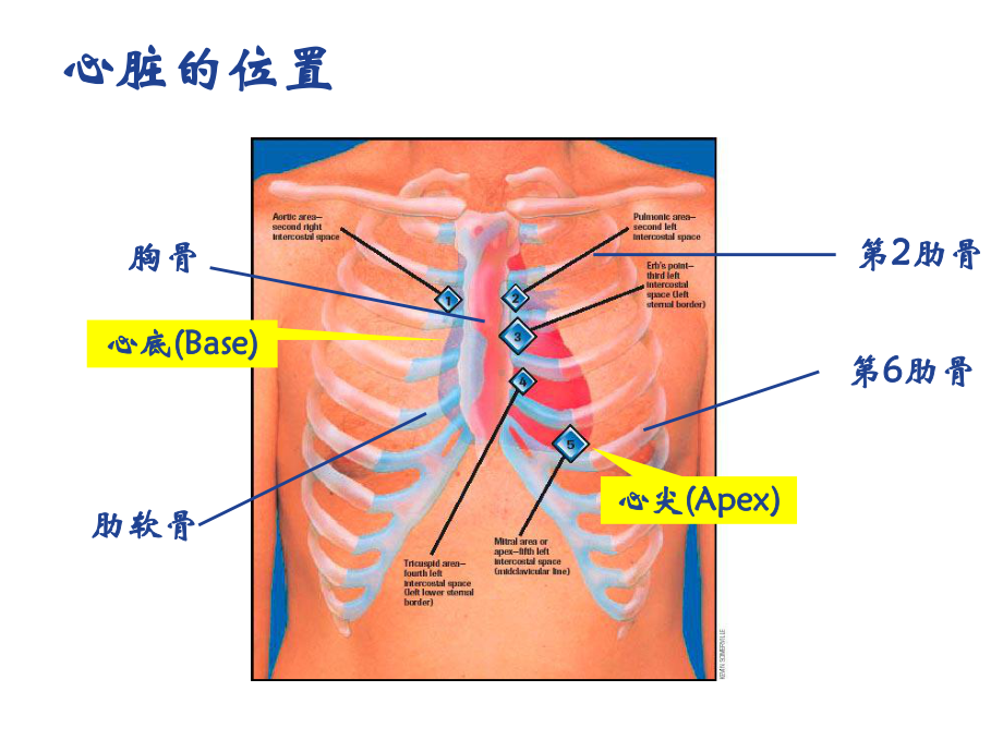 心脏解剖和生理课件.ppt_第3页