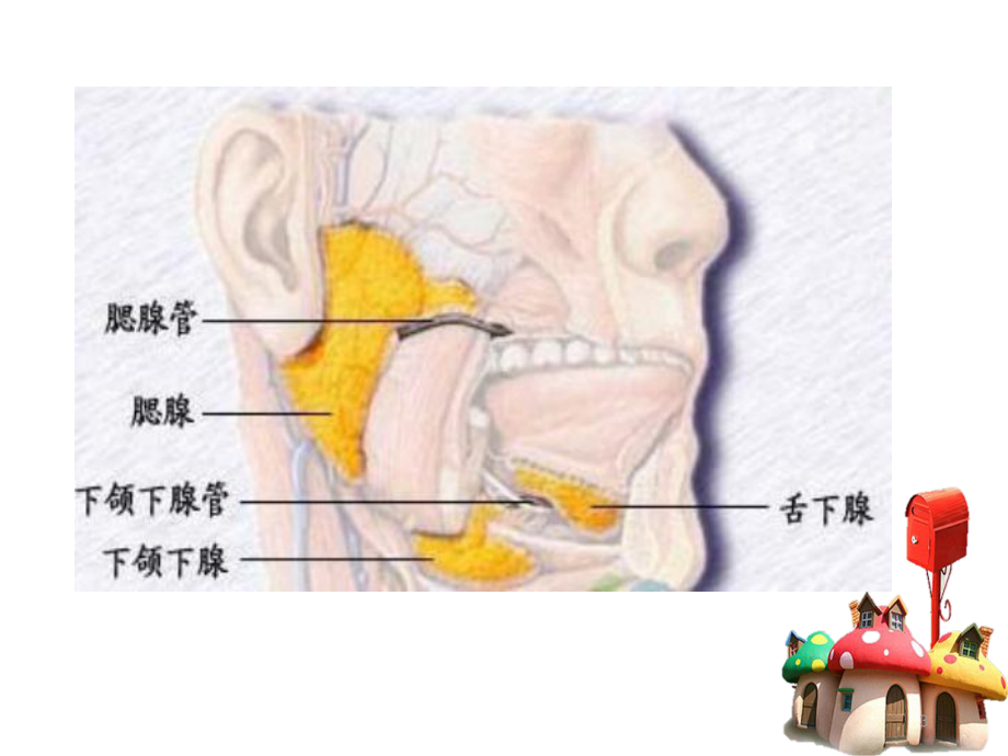 精选教学课件-流行性腮腺炎预防知识课件.ppt_第3页