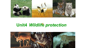 人教版高中英语Book2-Unit4-Wildlife-protection-reading-公开课教学课件.ppt（纯ppt,不包含音视频素材）