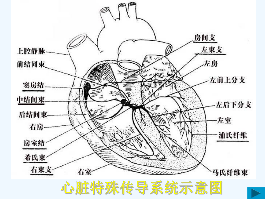 心电图-正常值课件.ppt_第3页