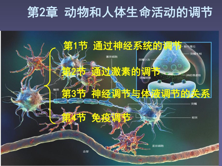 人教版教学高中生物必修3第2章《动物和人体生命活动调节》(含39份)课件.ppt_第1页