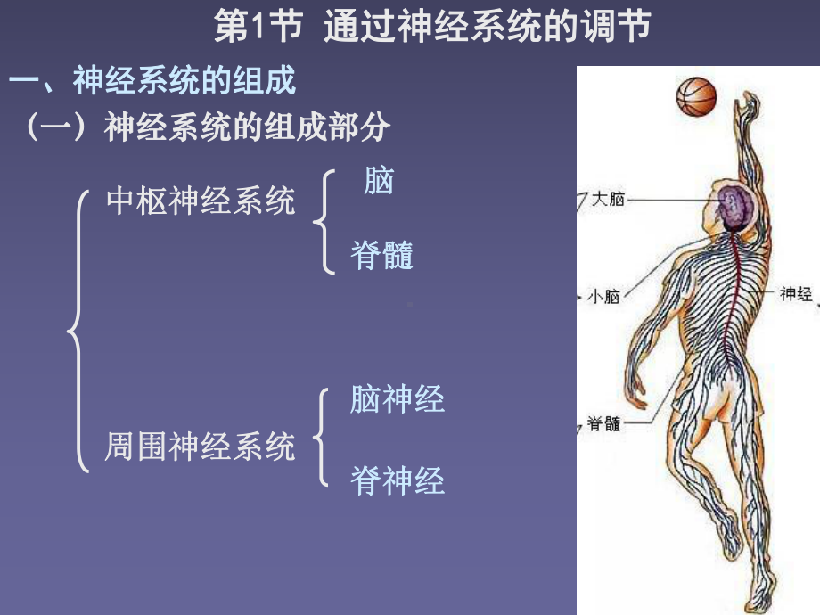 人教版教学高中生物必修3第2章《动物和人体生命活动调节》(含39份)课件.ppt_第2页