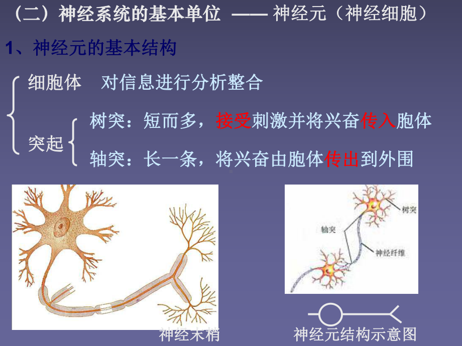 人教版教学高中生物必修3第2章《动物和人体生命活动调节》(含39份)课件.ppt_第3页