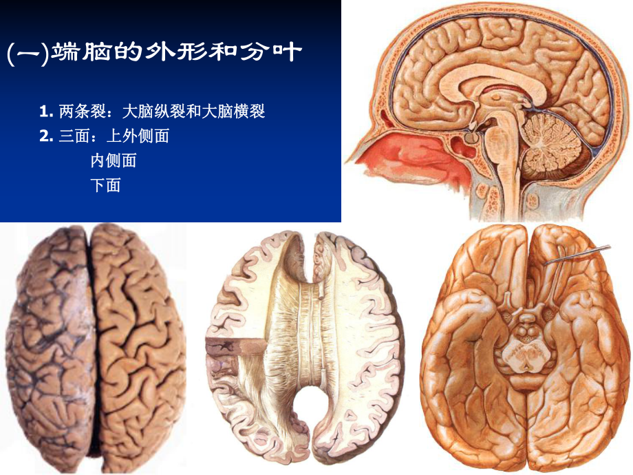 人体大脑课件.ppt_第3页