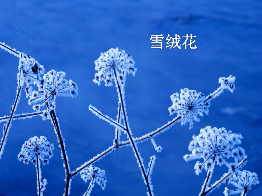 人教版小学六年级音乐上册(简谱)雪绒花-课件1.ppt（纯ppt,无音视频）_第1页