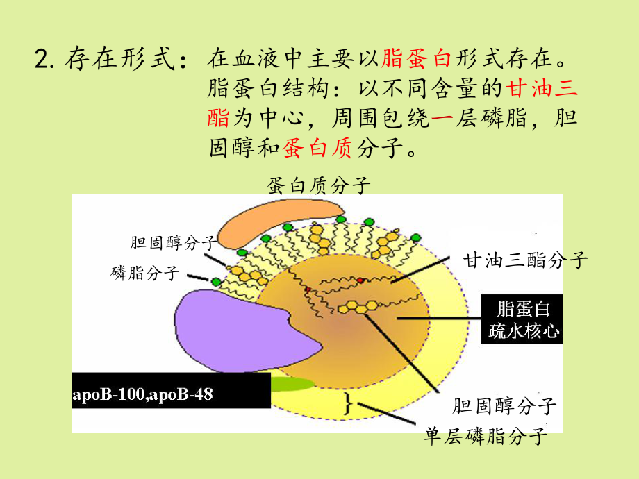 上海科学技术出版社高中生命科学拓展型课程：血脂代谢及其调节课件.ppt_第3页