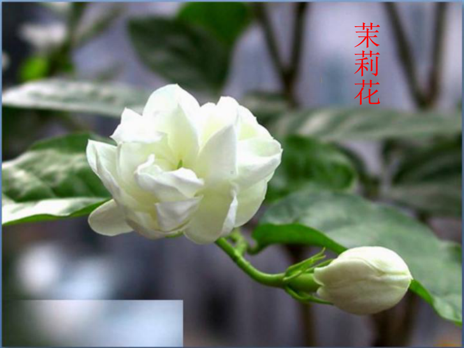 湖南文艺出版社小学四年级音乐上册(简谱)：茉莉花-课件1.ppt（纯ppt,无音视频）_第1页