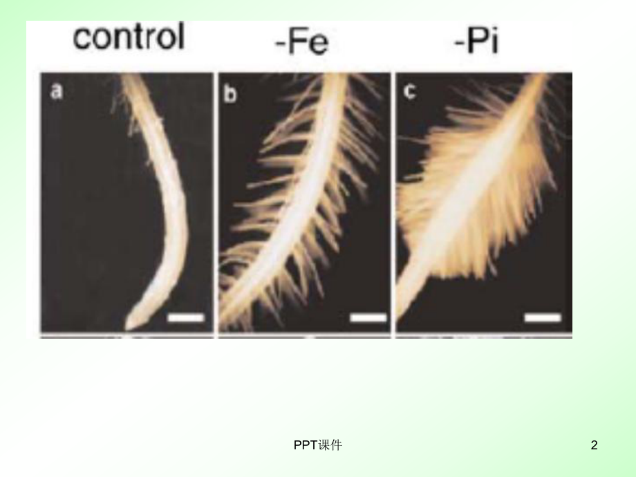 植物营养研究法章根际研究法课件.ppt_第2页