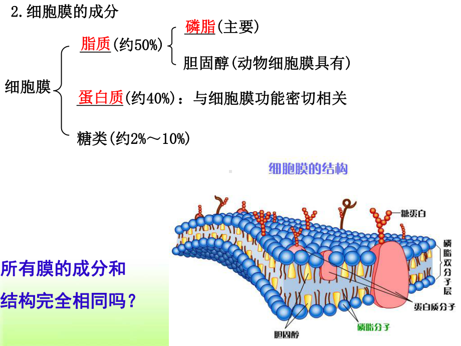 细胞核和细胞膜课件.ppt_第2页