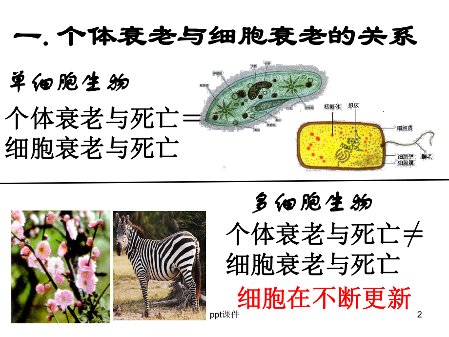 细胞的衰老、凋亡和癌变课件.ppt_第2页