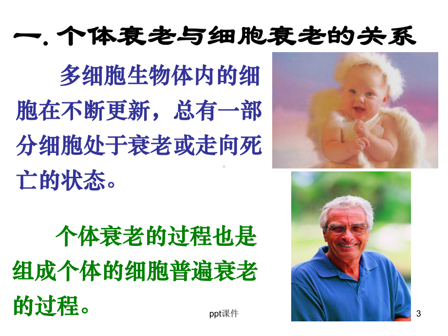 细胞的衰老、凋亡和癌变课件.ppt_第3页