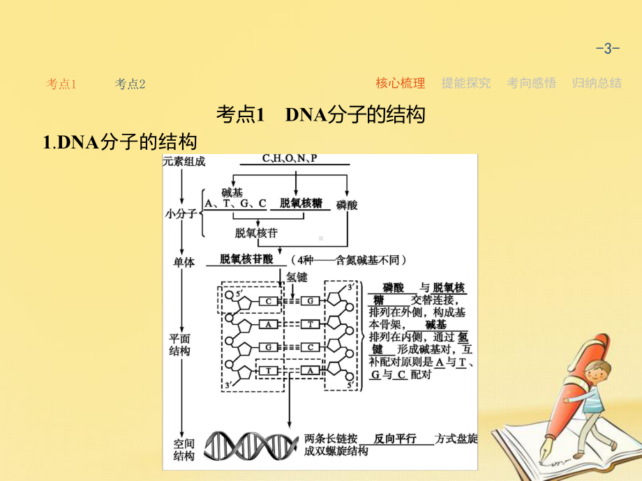 高考生物第一轮总复习课件：72-DNA分子的结构和复制-基因是具有遗传效应的DNA片段.ppt_第3页