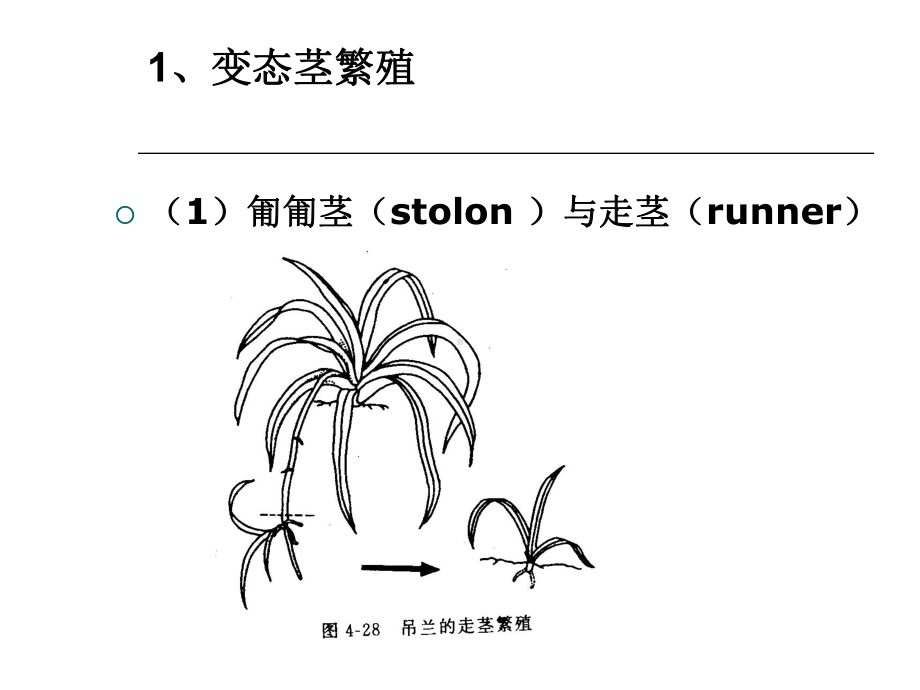 园艺植物的繁殖压条分生繁殖组培课件.ppt_第3页