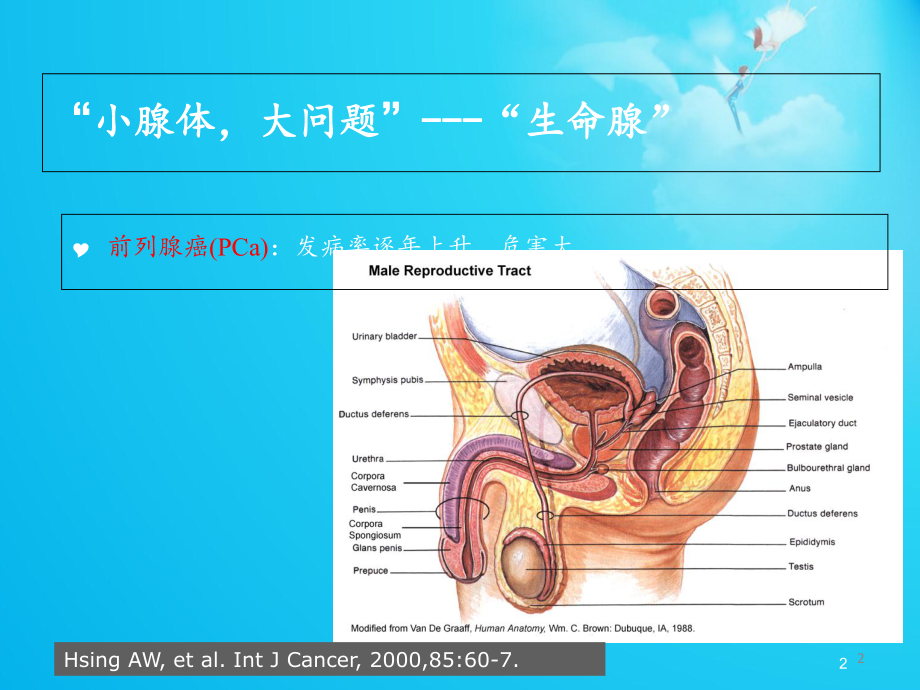 超声引导经会阴前列腺穿刺活检术课件.ppt_第2页