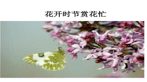 花开时节赏花忙-黑龙江地方课件.pptx