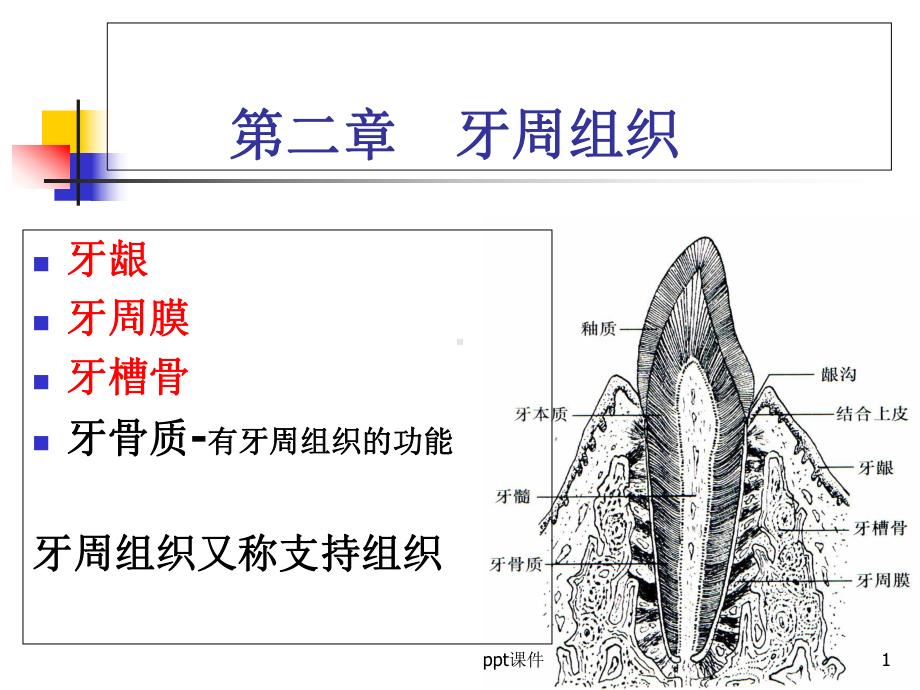 牙周组织课件.ppt_第1页