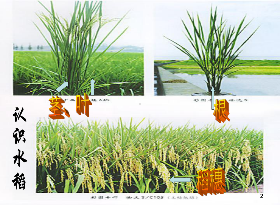 大班科学：认识水稻(课堂)课件.ppt_第2页