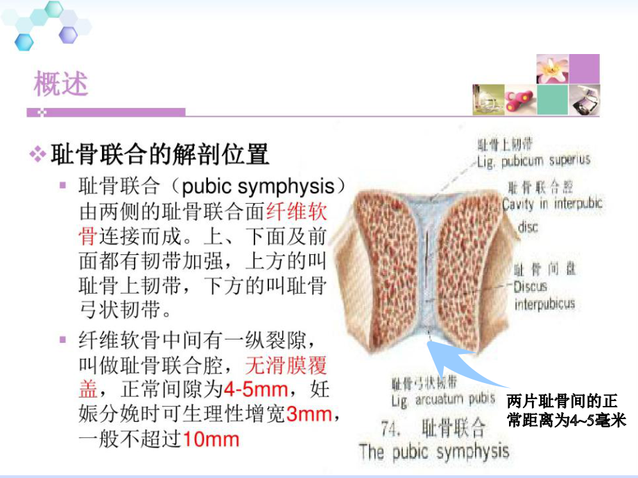 最新耻骨联合分离课件.pptx_第3页