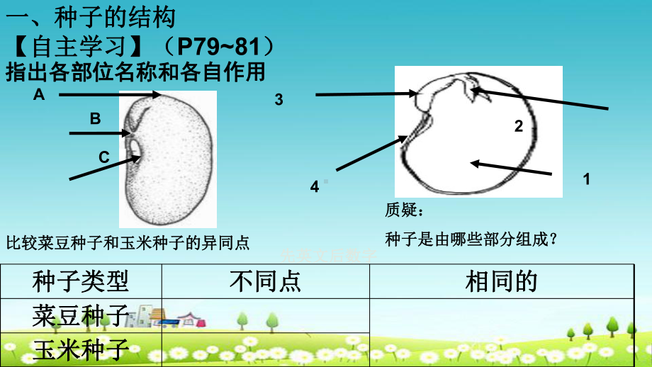 新人教版七年级生物上册312种子植物课件.ppt_第2页