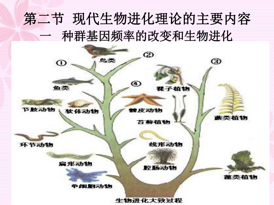 现代生物进化理论的主要内容优质课件.ppt_第1页