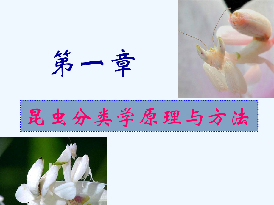 普通昆虫学分类原理课件.ppt_第1页