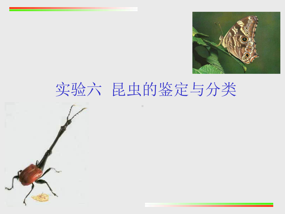 实验6-昆虫的鉴定与分类课件.ppt_第1页