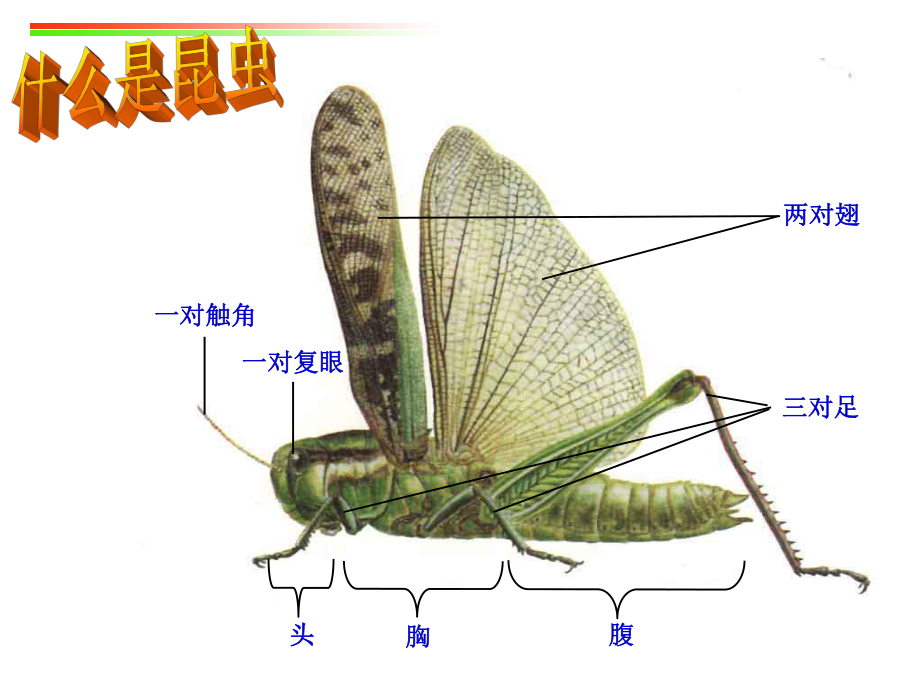 实验6-昆虫的鉴定与分类课件.ppt_第2页