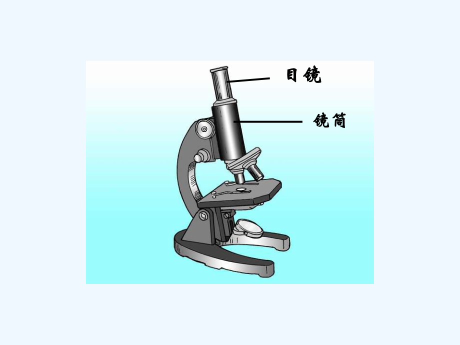 专题一显微镜的结构和使用课件.ppt_第3页