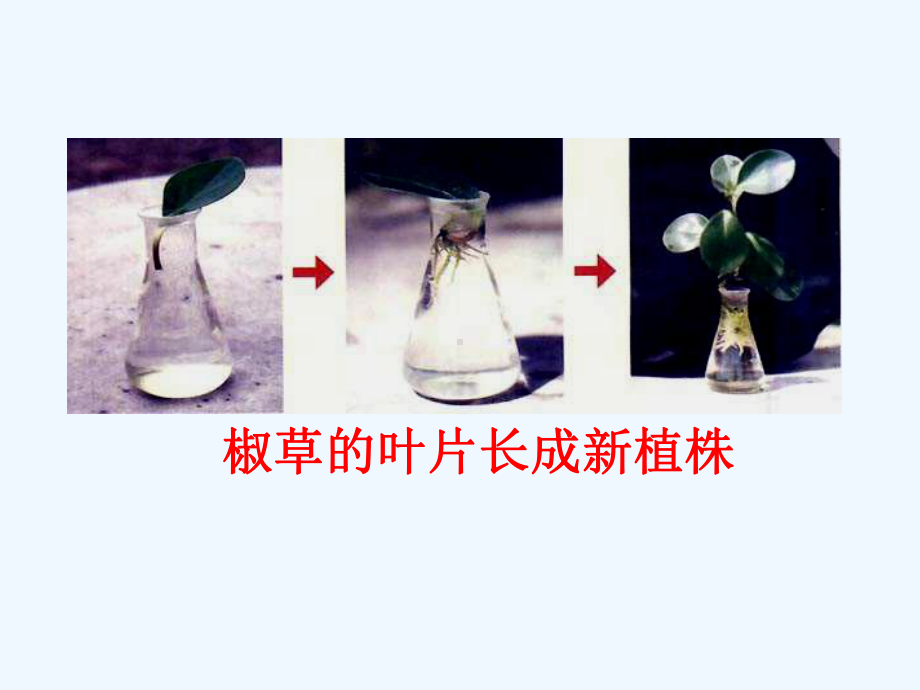 植物的营养生殖课件4.ppt_第1页