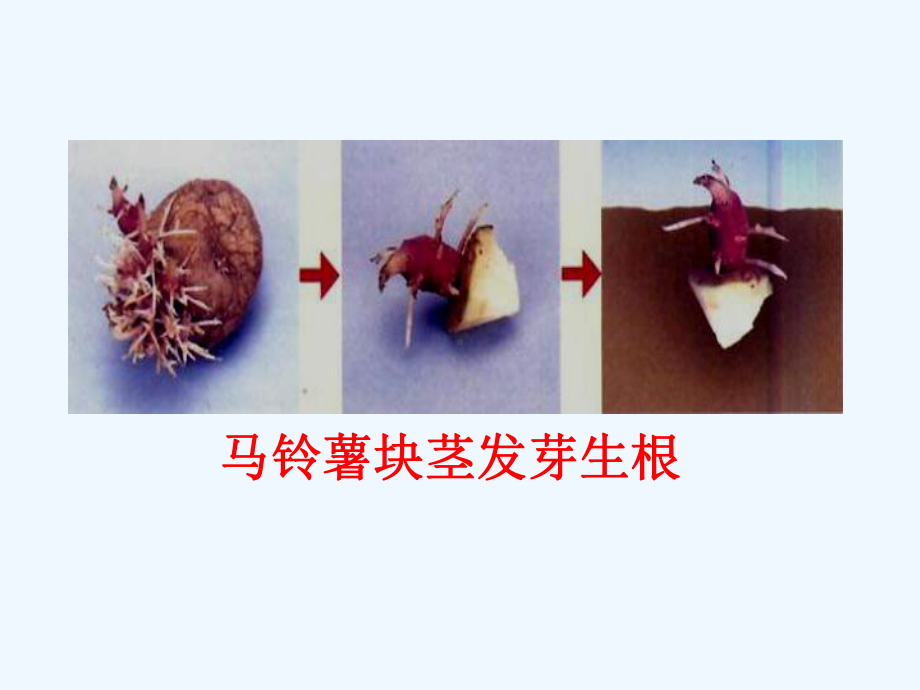 植物的营养生殖课件4.ppt_第2页