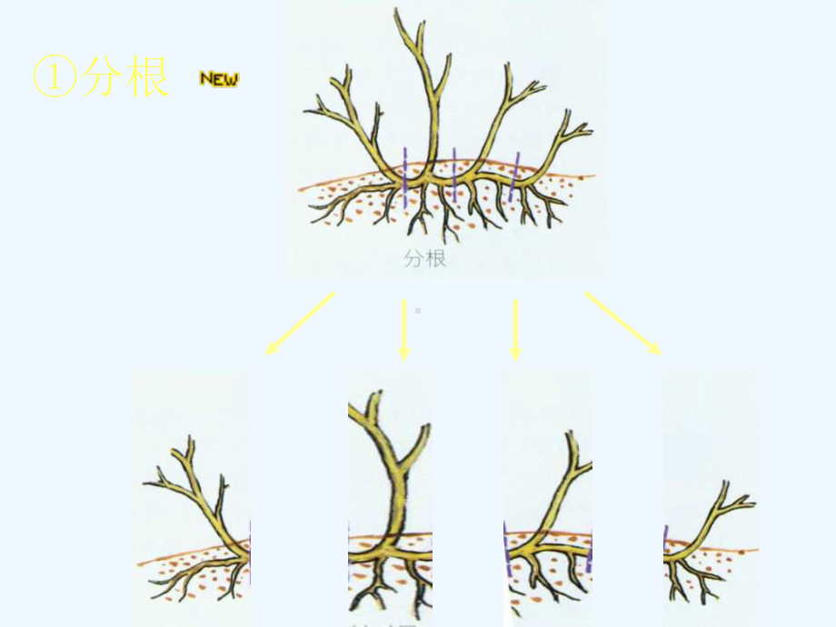 植物的营养生殖课件4.ppt_第3页