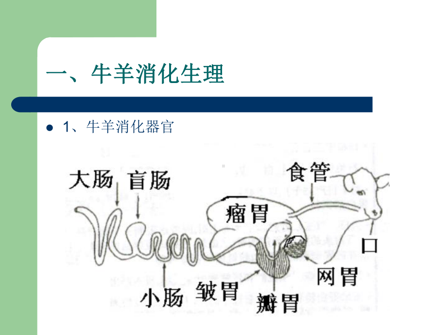 牛羊消化特点及饲料调制课件.ppt_第2页