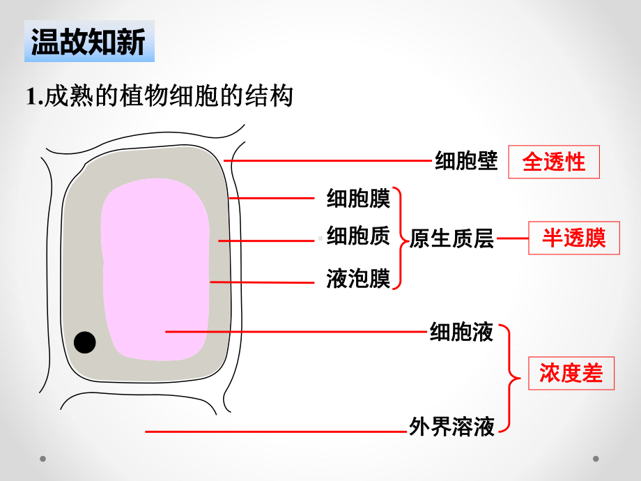 高中生物第四章-细胞的物质输入和输出-物质进出细胞的方式课件.pptx_第2页