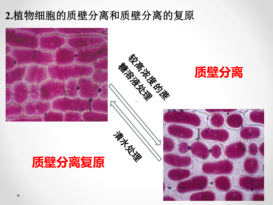 高中生物第四章-细胞的物质输入和输出-物质进出细胞的方式课件.pptx_第3页