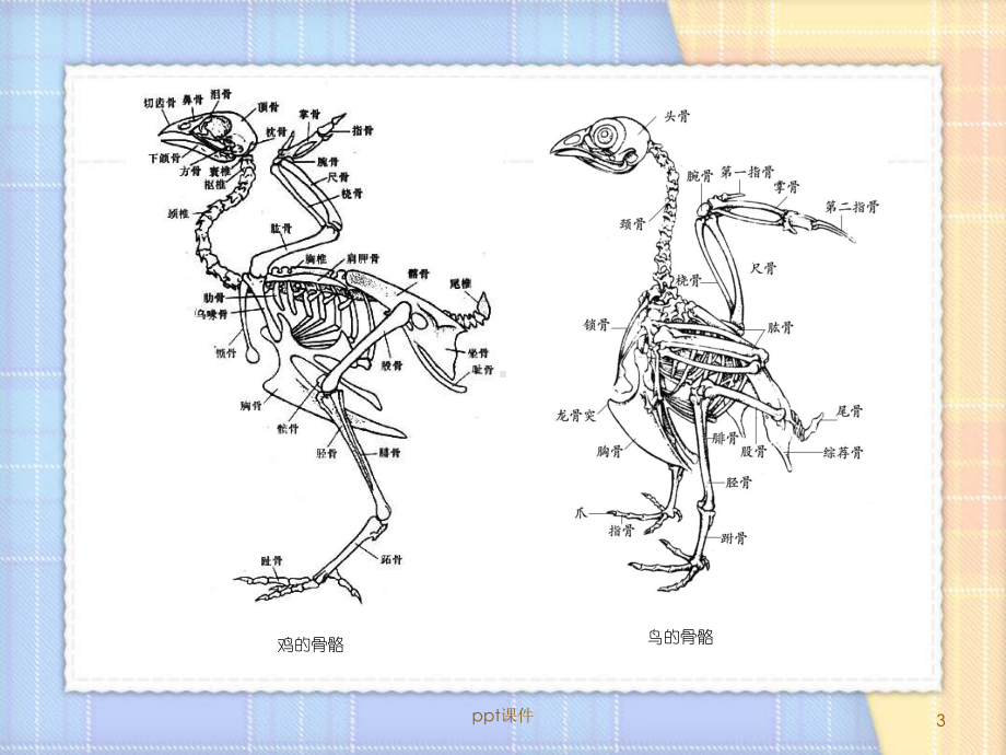 禽类动物运动规律课件.ppt_第3页