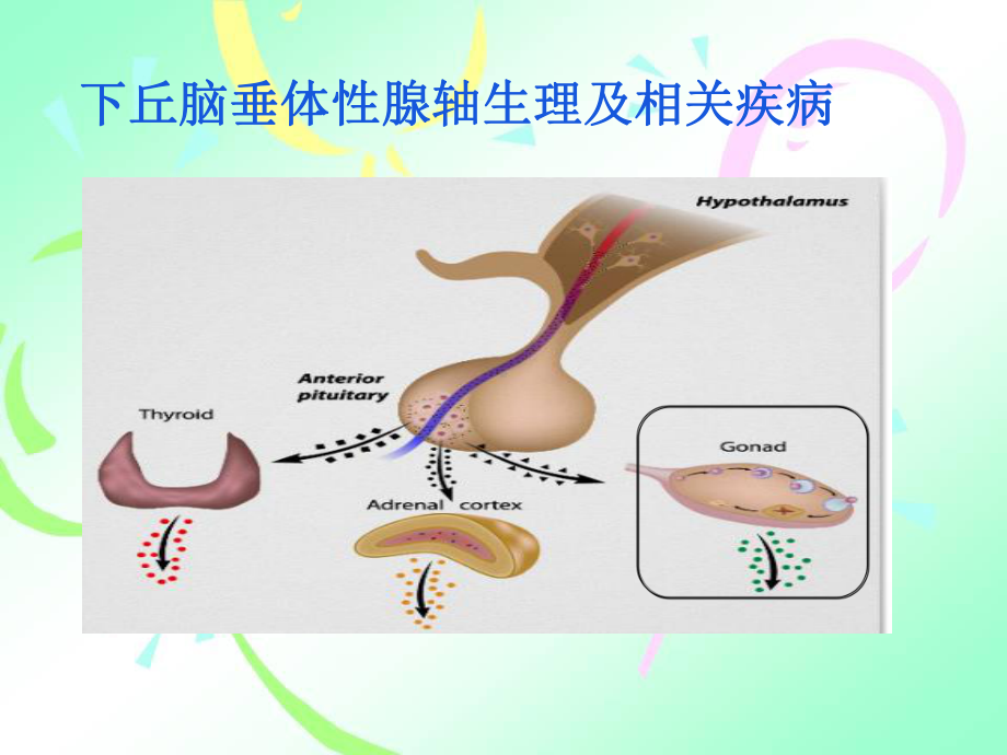 下丘脑垂体性腺轴生理及相关疾病课件.ppt_第1页