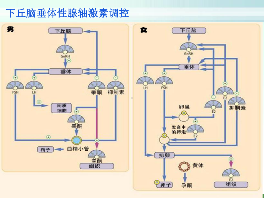 下丘脑垂体性腺轴生理及相关疾病课件.ppt_第2页