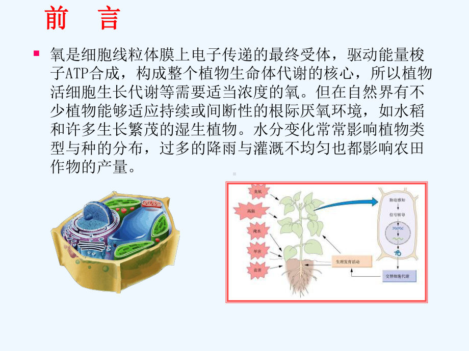 高等植物厌氧适应的生理及分子机制课件.ppt_第2页