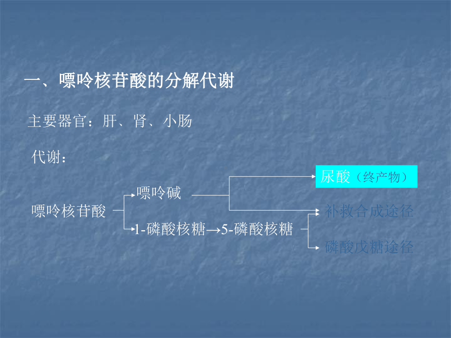 嘌呤核苷酸的分解代谢课件.ppt_第3页