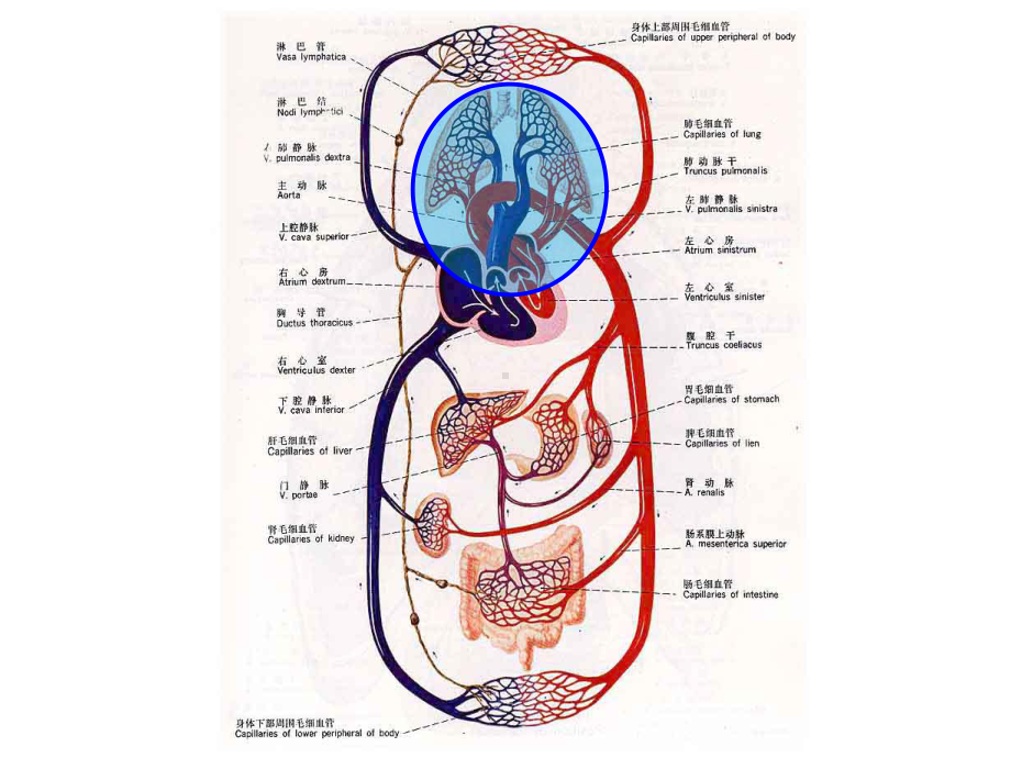 系统解剖学-第十章-心血管系统-公开课课件.ppt_第3页