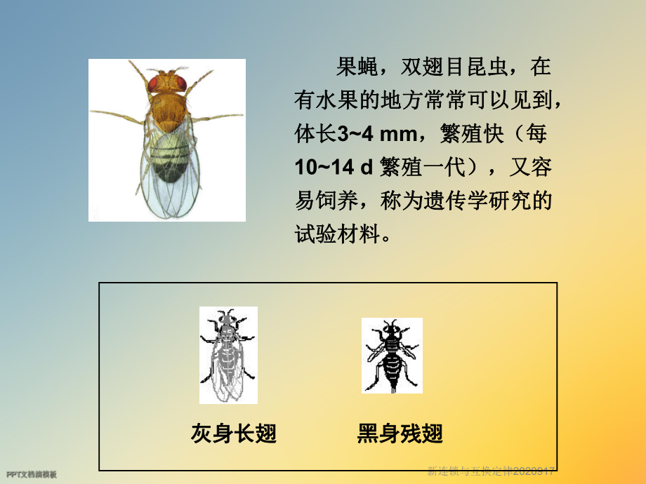 新连锁与互换定律2020917课件.ppt_第3页